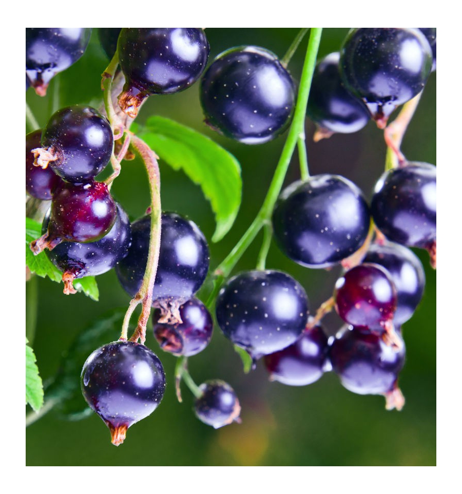 ADRIANA / Inšpirovaná GIORGIO ARMANI - Sí .. 15ml