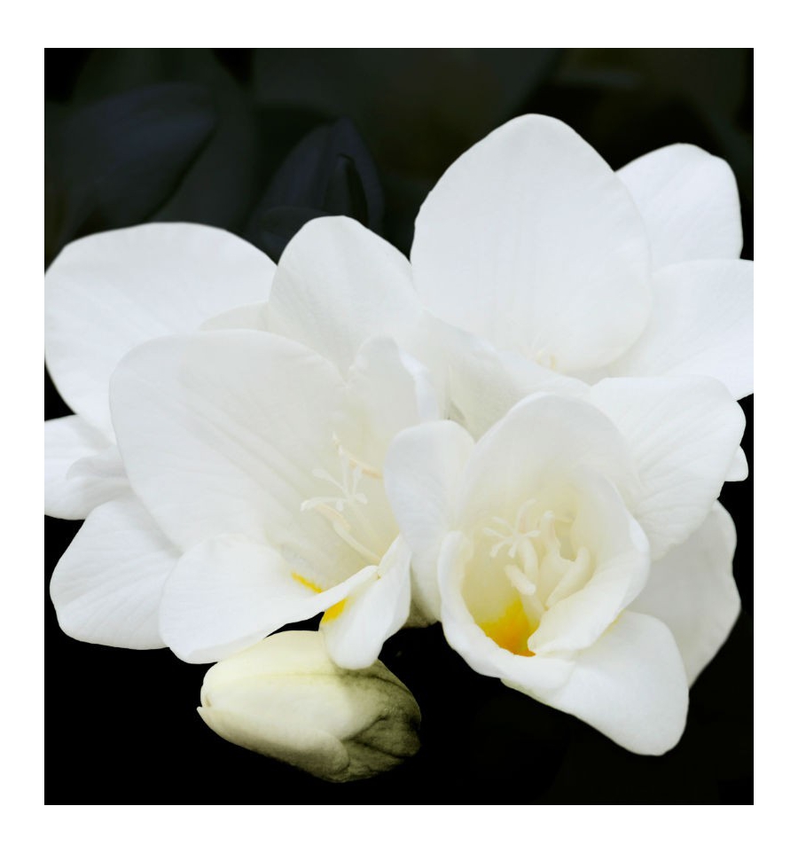 DELÁ / Inšpirovaná CACHAREL - Noa .. 15ml