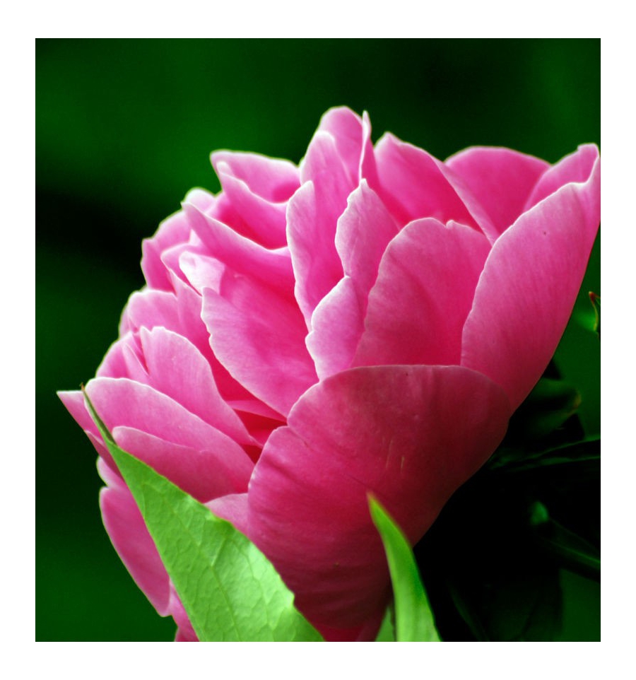 SEDUCCIÓN / Inšpirovaná CHLOE - Chloe .. 15ml 