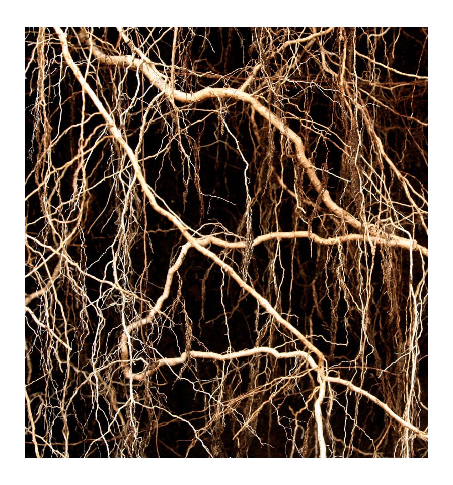 SOPHISTICATE / Inšpirovaná DOLCE & GABBANA -The One .. 15ml