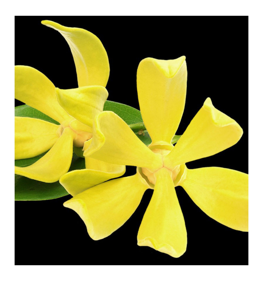 L’EAU BERLUE / Inšpirovaná CHANEL - Nº5 L'eau .. 15ml