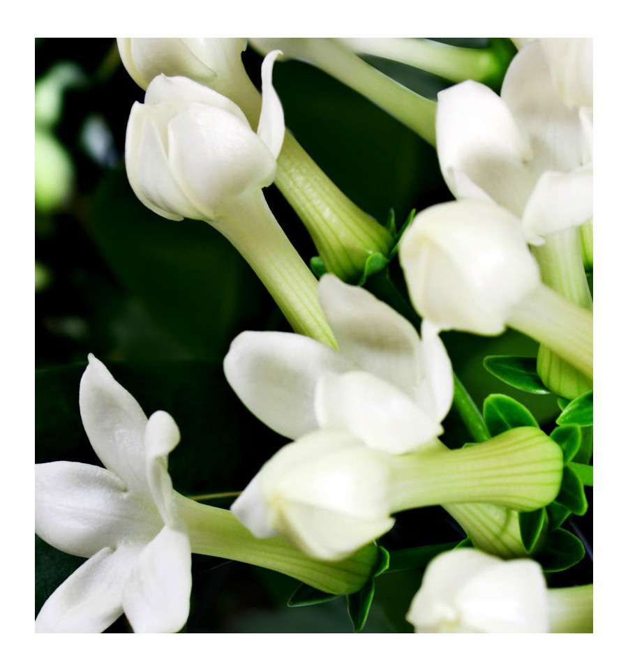 MÍA / Inšpirovaná CHRISTIAN DIOR - Addict .. 15ml