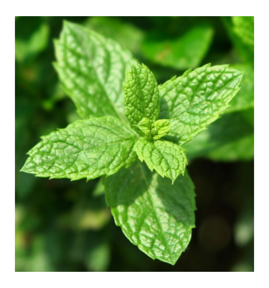 WOW SCENT! / Inšpirovaná GIORGIO ARMANI - Stronger with you .. 15ml 