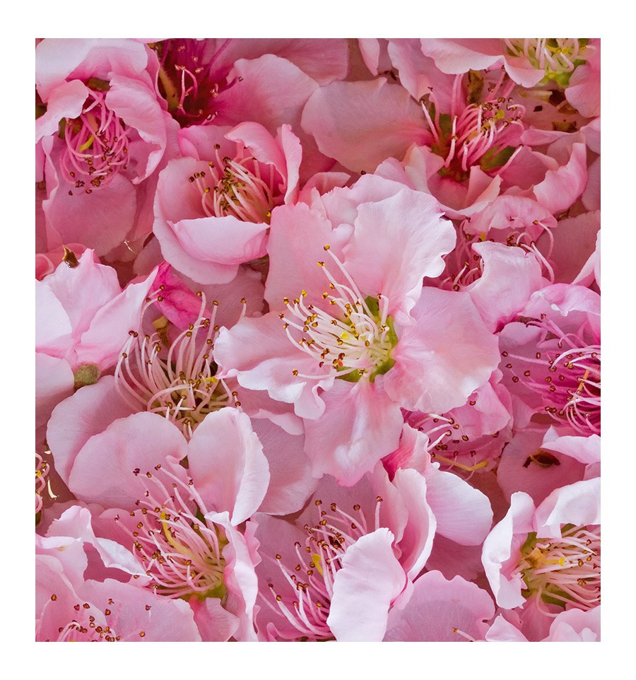 SEXY ROSE / Inšpirovaná Sexy-rose - CAROLINA HERRERA - 212 VIP Rose .. 15ml 