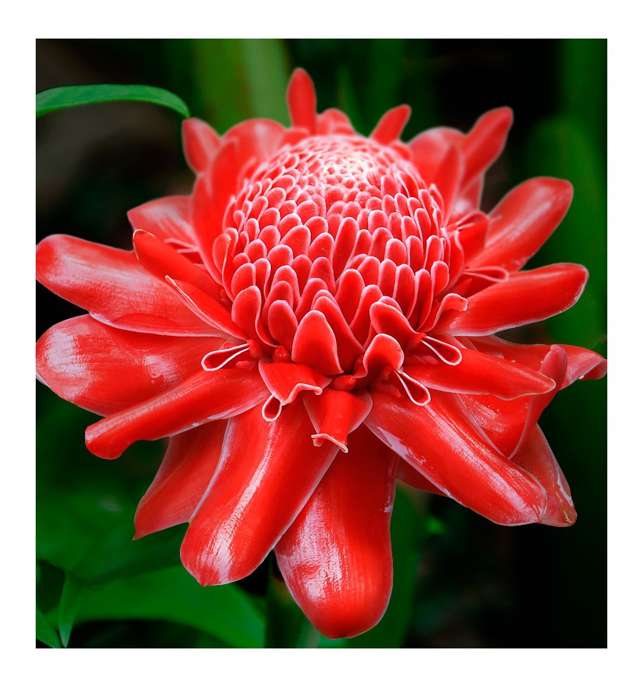 TEMIS / Inšpirovaná PACO RABANNE - Olympéa .. 50ml