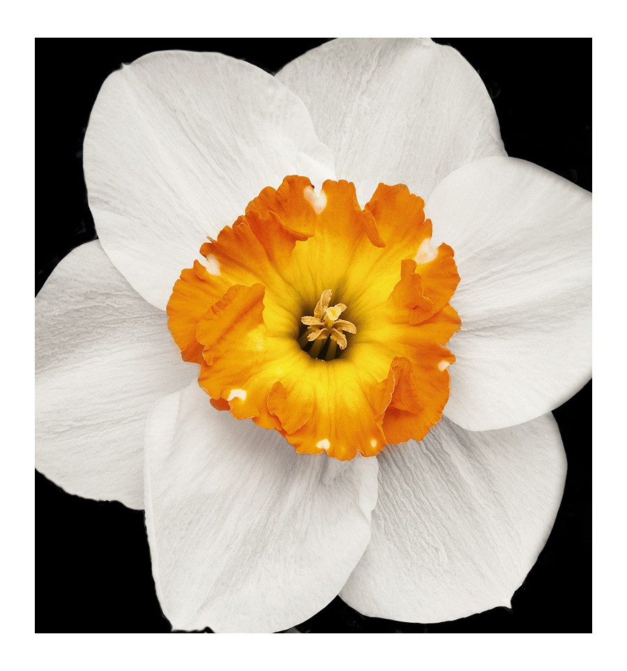 GIANNA / Inšpirovaná DOLCE & GABBANA - Dolce .. 50ml