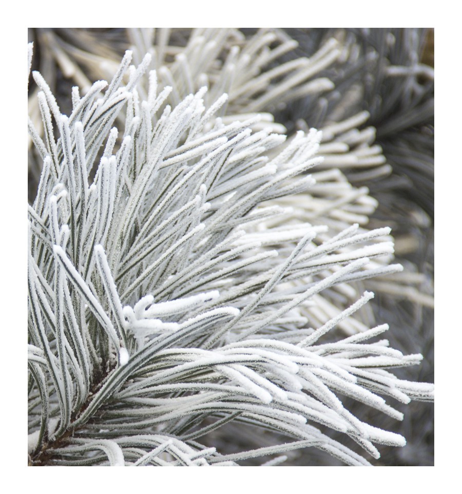 NICOLÁS WHITE / Inšpirovaná NARCISO RODRIGUEZ - Narciso .. 50ml