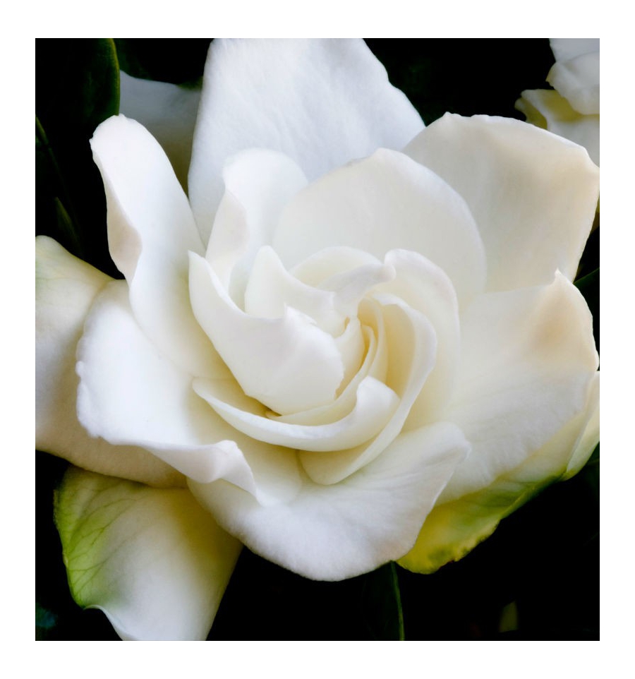 POWER WOMAN / Inšpirovaná PACO RABANNE Lady Million .. 50ml