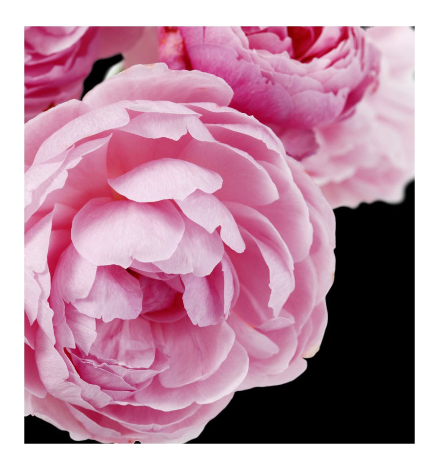 ADRIANA ROSE / Inšpirovaná GIORGIO ARMANI - Sí Rose Signature .. 50ml