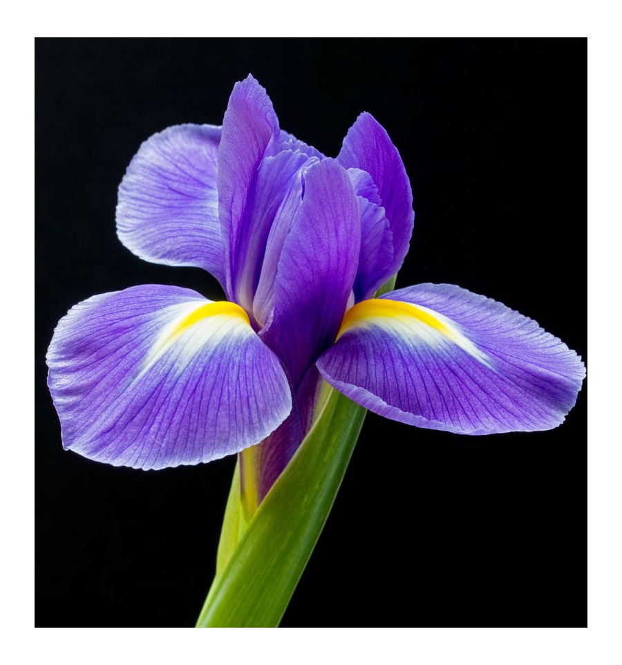 L’EAU BERLUE / Inšpirovaná CHANEL - Nº5 L'eau .. 50ml