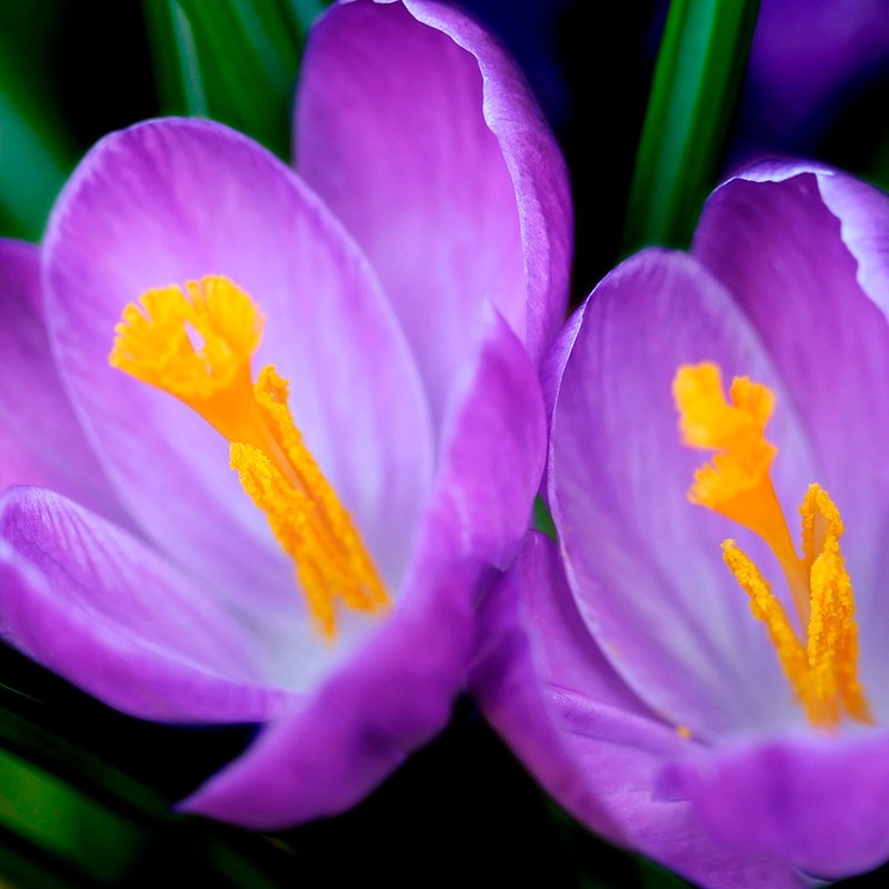 BOREAL / UNISEX Inšpirovaná MAISON FRANCIS KURKDJIAN Baccarat Rouge 540 .. 15ml