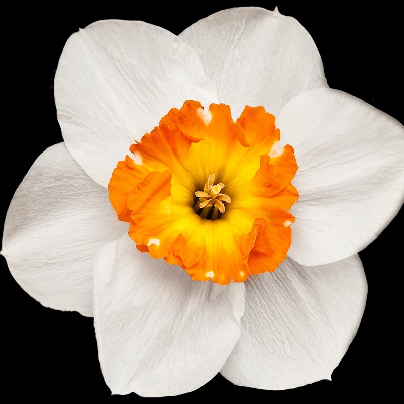 HOUSTON / Inšpirovaná HERMES H24 .. VZ