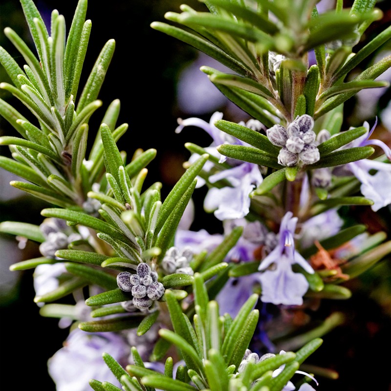 CAPRI / UNISEX Inšpirovaný ACQUA di PARMA Colonia .. 50ml