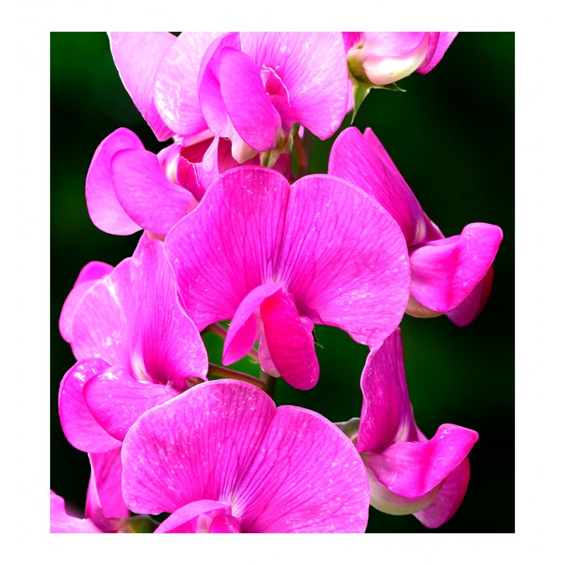 POETIC / Inšpirovaná GOUTAL Chat Perché .. 50ml