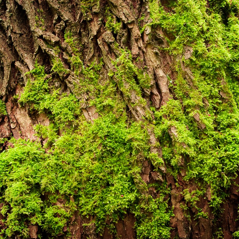 ACTIVE MAN / Inšpirovaný CREED Aventus .. 15ml