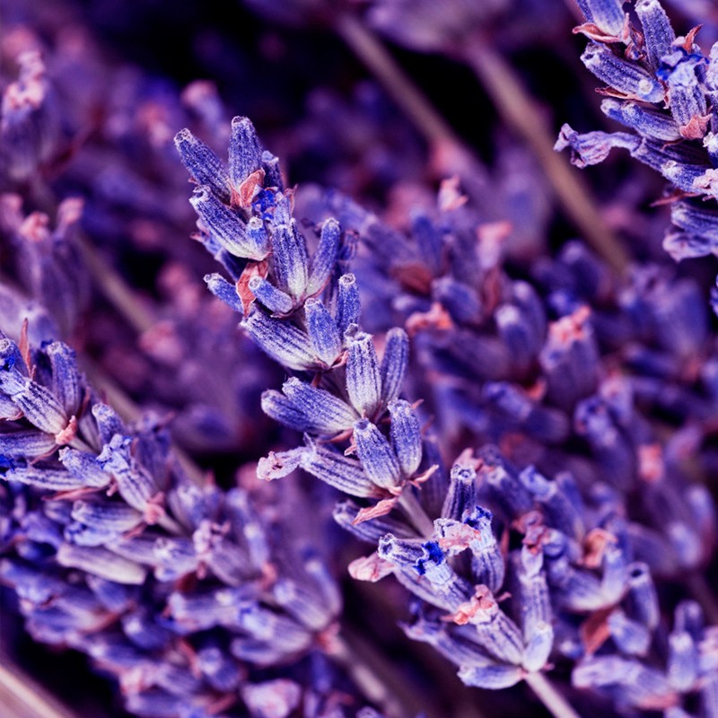 KENT / Inšpirovaný DOLCE & GABBANA K .. 15ml