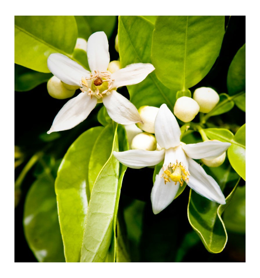 RÉSOLU / Inšpirovaná Y.S.LAURENT - Y .. 50ml