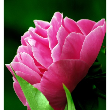 LINET / Inšpirovaná PARFUMS de MARLY Delina .. 15ml