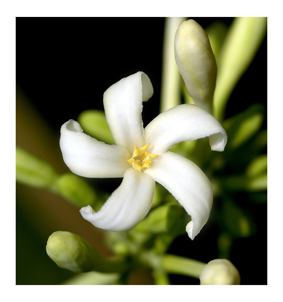 GIANNA / Inšpirovaná DOLCE & GABBANA - Dolce .. VZ