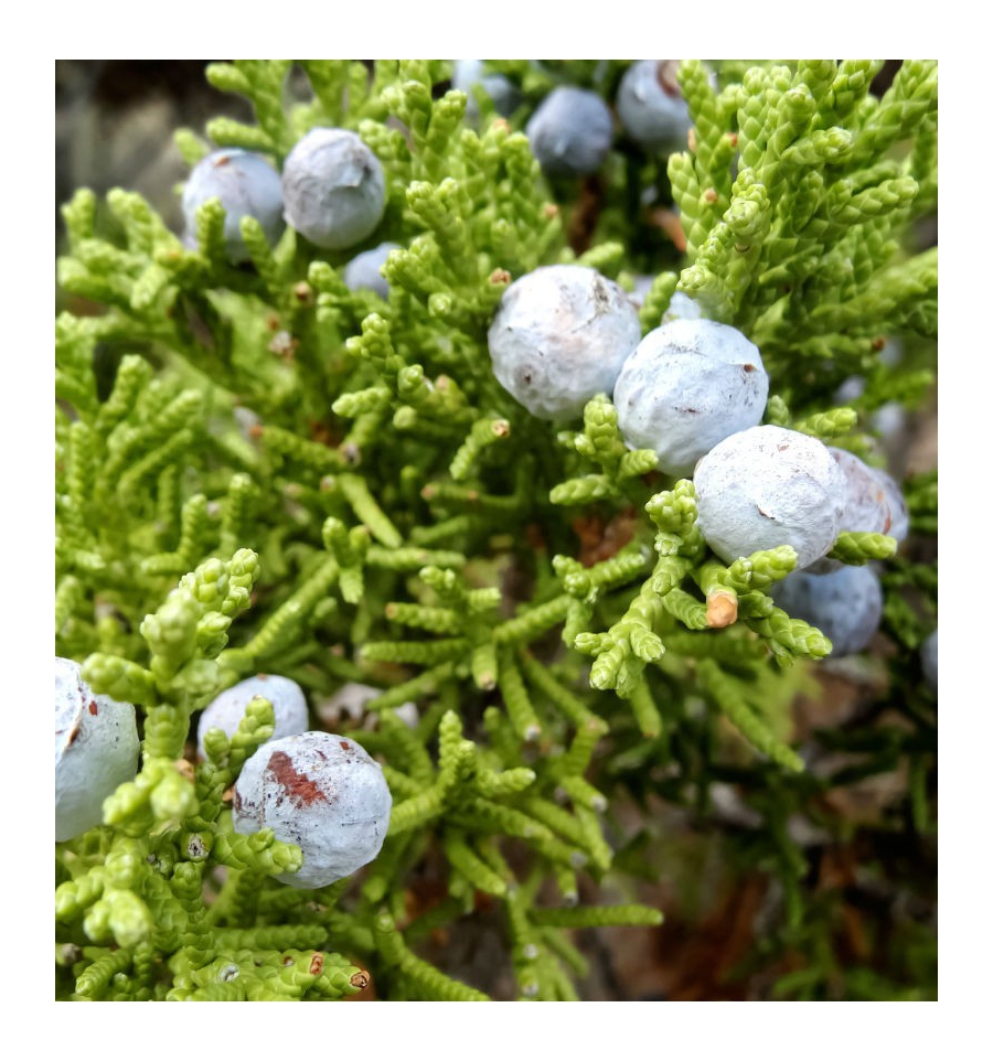 KARA MEN / Inšpirovaná DOLCE & GABBANA - Light Blue .. 100ml