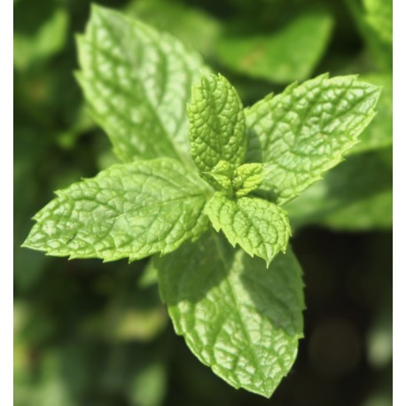 MINT OCEAN Inšpirovaná XERJOFF Torino 21 .. 2ml