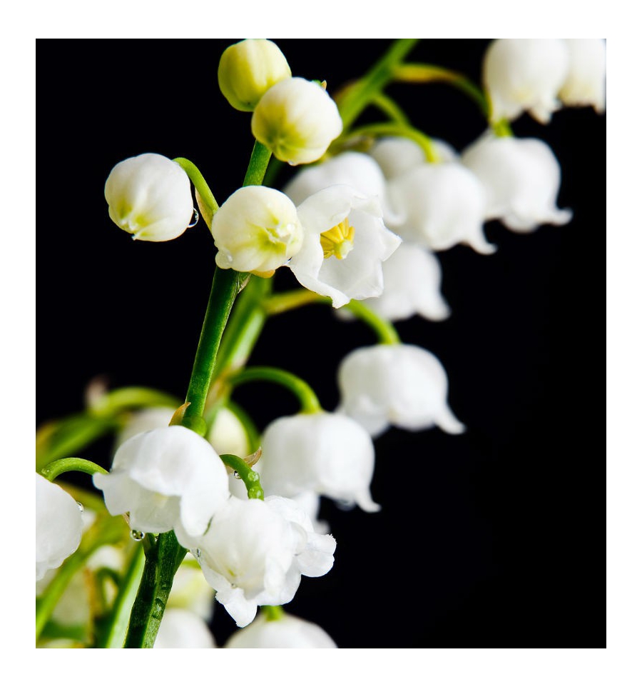 BEACH / Inšpirovaná ABERCROMBIE & FITCH - Fierce .. 100ml