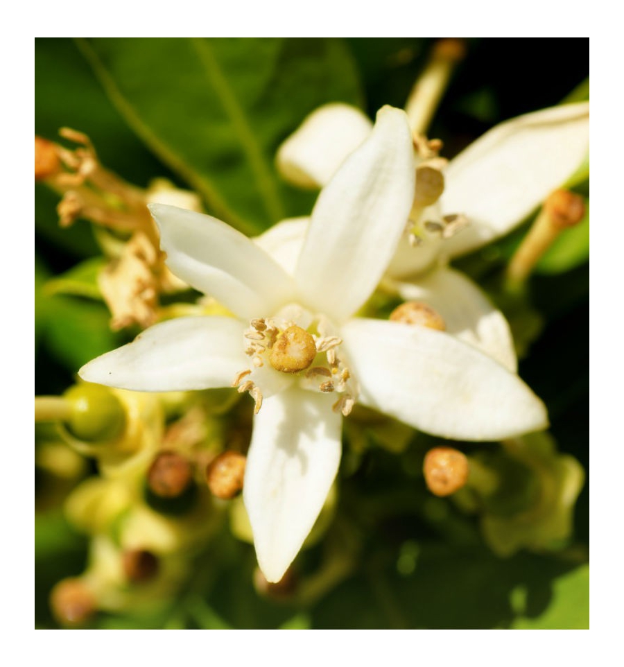 DAURO FoR HER / Inšpirovaná GIORGIO ARMANI - Armani Code for Her .. 100ml