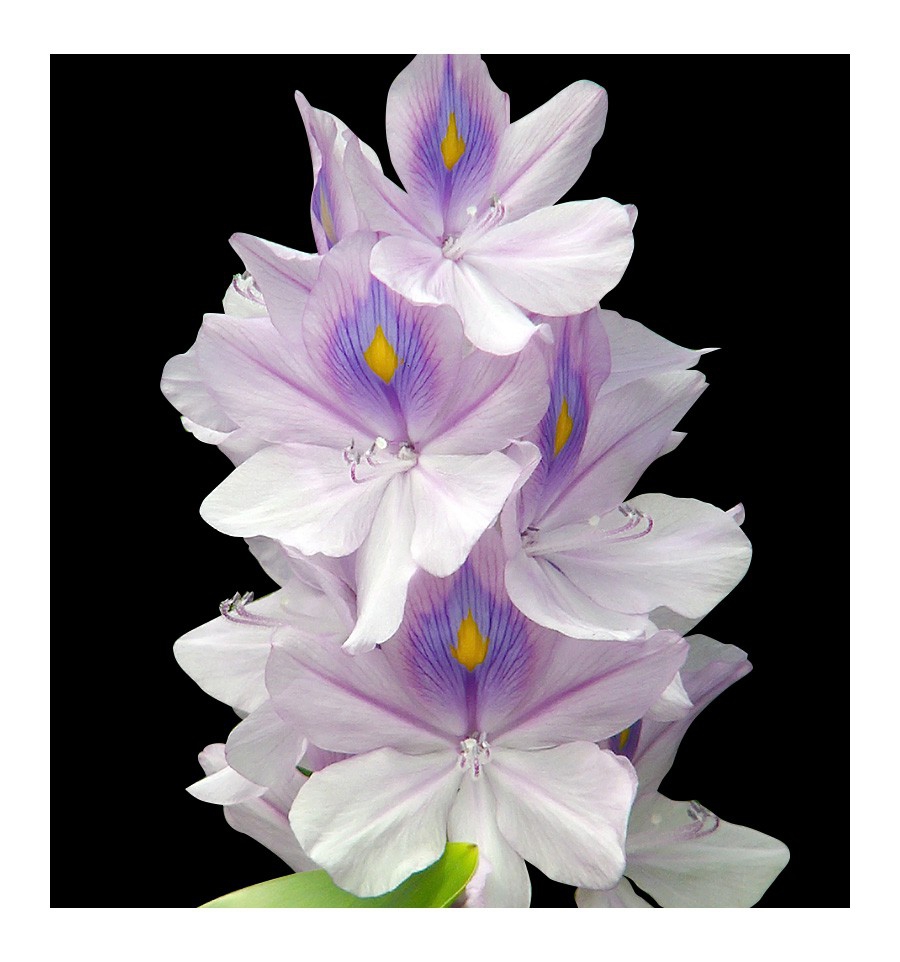 TEMIS / Inšpirovaná PACO RABANNE - Olympéa .. 100ml