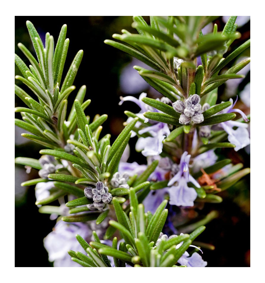 KARA MEN / Inšpirovaná DOLCE & GABBANA - Light Blue .. 100ml