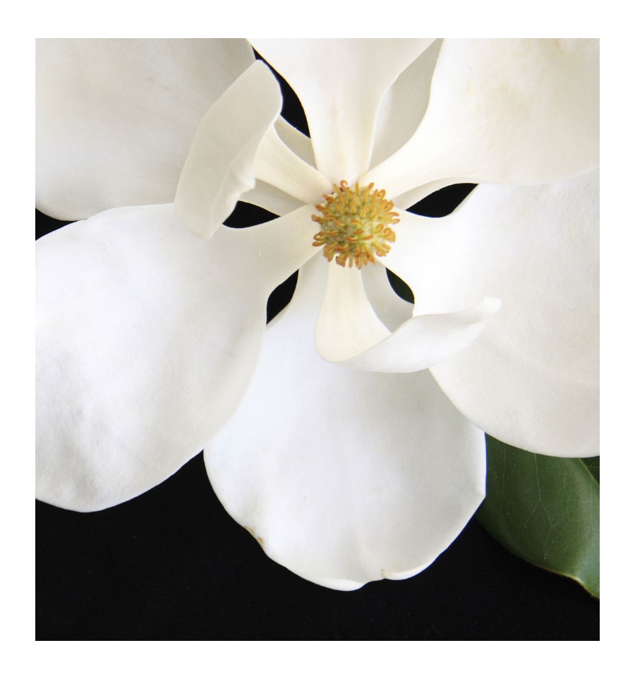 NOTA / Inšpirovaná LANCOME - Miracle .. VZ