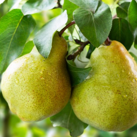 AMIRA / UNISEX Inšpirovaná AMOUAGE GUIDANCE Eau De Parfum .. 15ml