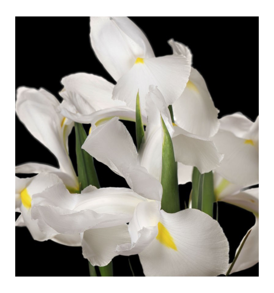 SENSACIÓN / Inšpirovaná RALPH LAUREN - Ralph .. 100ml